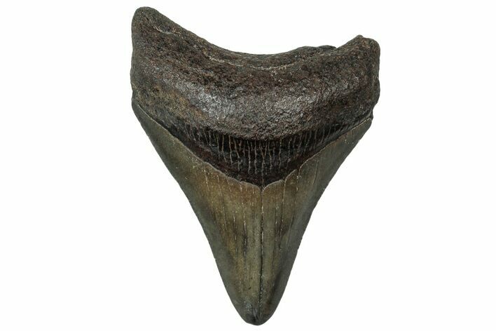 Juvenile Megalodon Tooth - South Carolina #313846